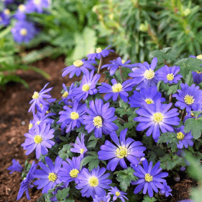 Анемона Бланда Блю Шейдс Анемона Бланда Блю Шейдс фото