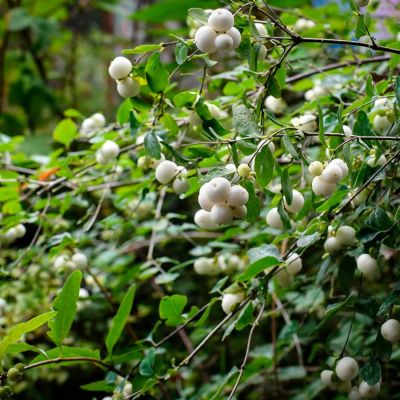 Снежноягодник белый, С3 - Dolina-Sad.Ru