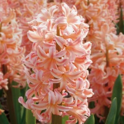 Гиацинт Джипси Квин Гиацинт Джипси Квин фото