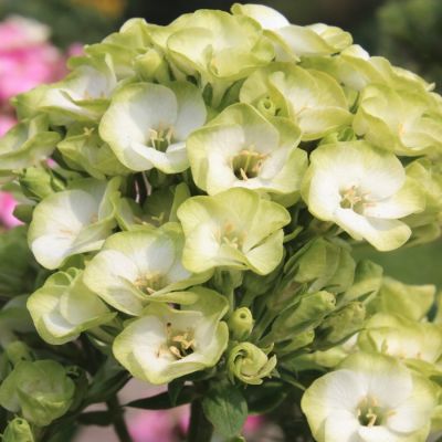 Флокс Оркид Грин Флокс Оркид Грин - Dolina-Sad.Ru