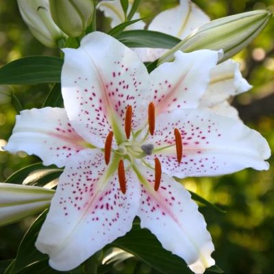 Лилия Мускадет (в горшке) Лилия Мускадет (в горшке) фото