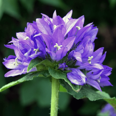 Колокольчик гломерата Генти Блю , С1,5 фото