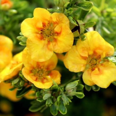 Лапчатка Аннет Лапчатка Аннет - Dolina-Sad.Ru