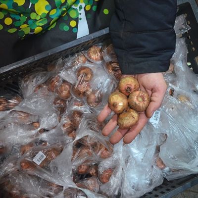 Гладиолус Внучкины Реснички Гладиолус Внучкины Реснички - Dolina-Sad.Ru