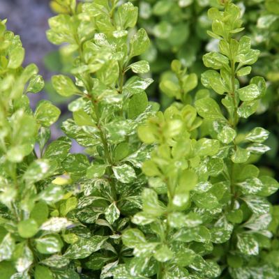 Барбарис Тунберга Паувау Барбарис Тунберга Паувау - Dolina-Sad.Ru