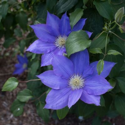 Клематис Х Ф Юнг Клематис Х Ф Юнг фото