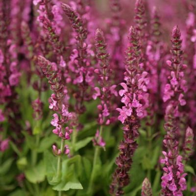 Шалфей дубравный Сенсейшн Компакт Роуз - Dolina-Sad.Ru