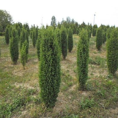 Можжевельник обыкновенный Сентинел Можжевельник обыкновенный Сентинел - Dolina-Sad.Ru