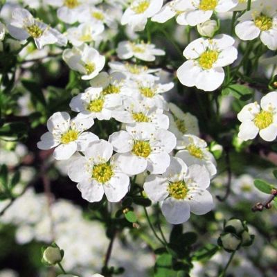 Спирея стелющаяся, С3 Спирея стелющаяся, С3 - Dolina-Sad.Ru