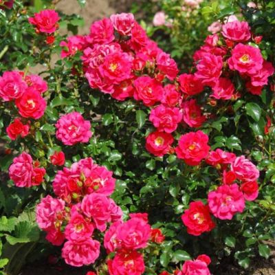 Роза Хейдетраум Роза Хейдетраум фото