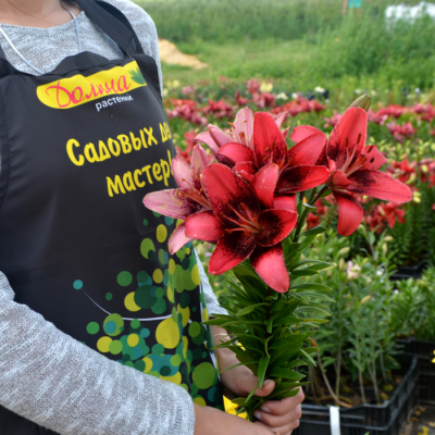 Лилия Пурпл Дрим Лилия Пурпл Дрим - Dolina-Sad.Ru