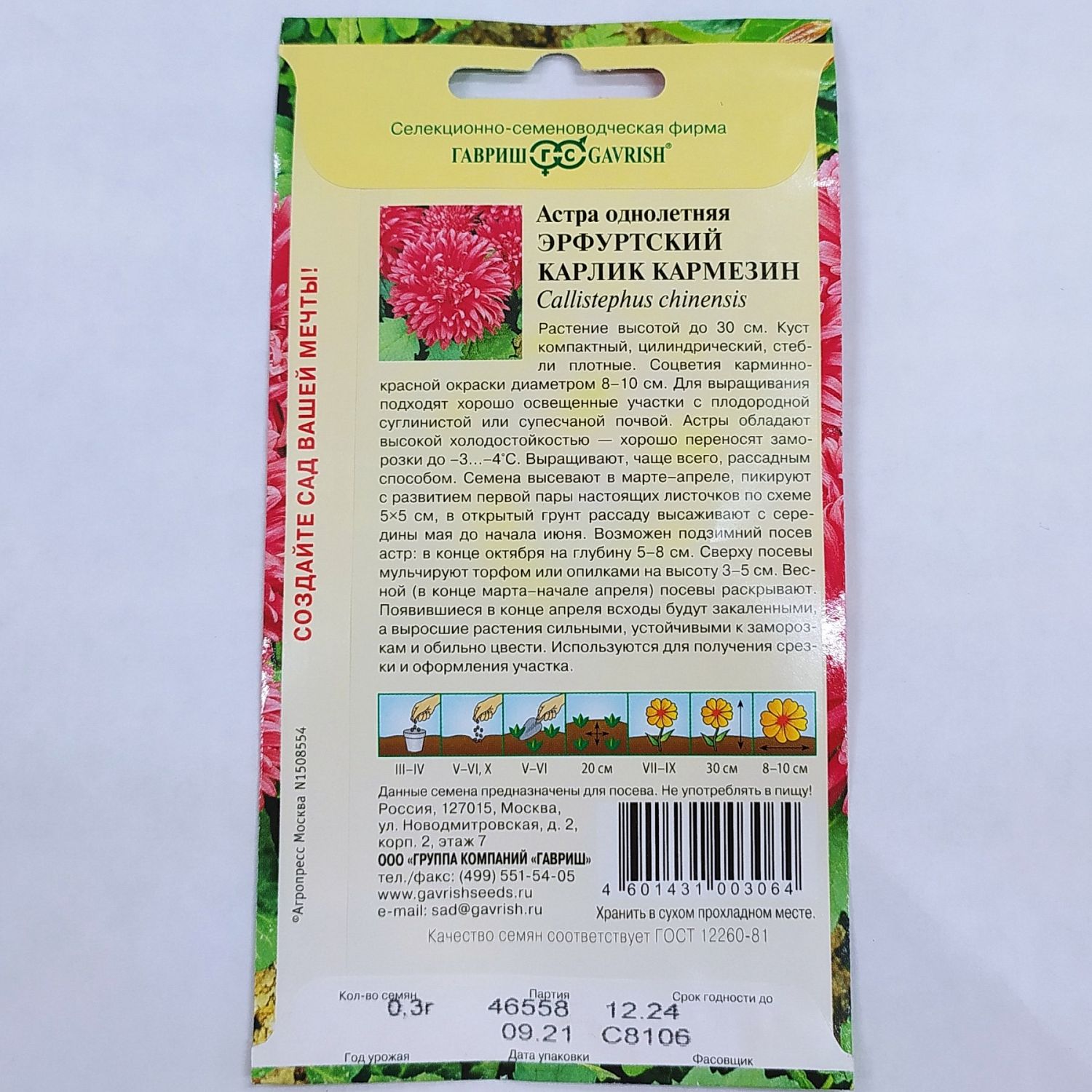 Астра Эрфуртский Карлик Кармезин Астра Эрфуртский Карлик Кармезин - Dolina-Sad.Ru