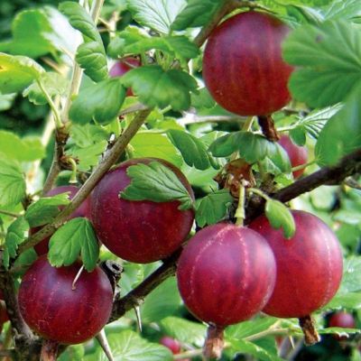 Крыжовник Хиннонмаки Рот Крыжовник Хиннонмаки Рот - Dolina-Sad.Ru