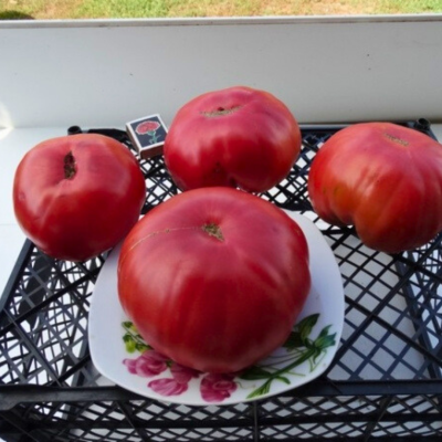 Томат Бабушкина радость автор. Томат Бабушкина радость автор. - Dolina-Sad.Ru