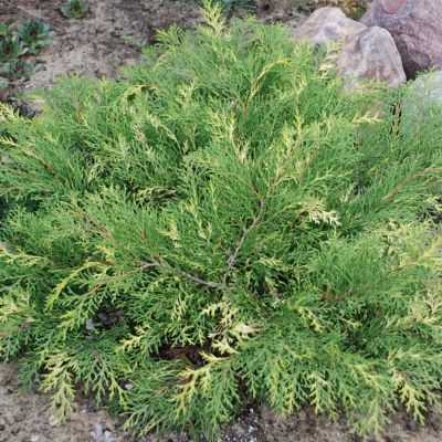 Микробиота перекрёстнопарная Голд Спот Микробиота перекрёстнопарная Голд Спот - Dolina-Sad.Ru