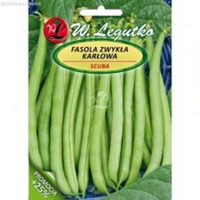 Фасоль Скуба (Польша) Фасоль Скуба (Польша) фото