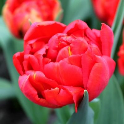 Тюльпан Дабл Кросби Тюльпан Дабл Кросби фото