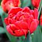 Тюльпан Дабл Кросби Тюльпан Дабл Кросби фото