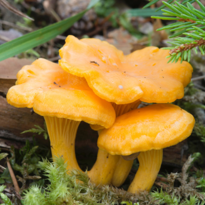 Лисички (на компосте) Лисички (на компосте) фото