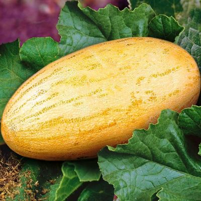 Дыня-Торпеда Дыня-Торпеда фото