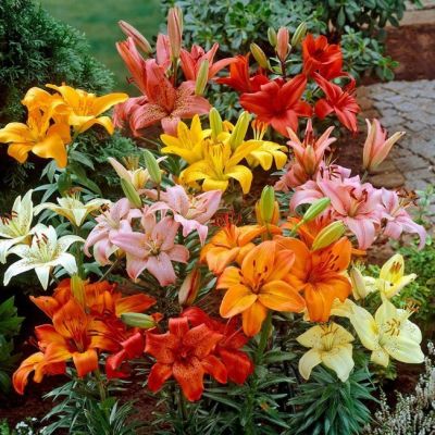 Смесь Азиатских Лилий Смесь Азиатских Лилий фото