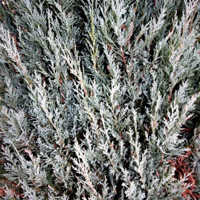 Можжевельник скальный Мунглоу, C3 Можжевельник скальный Мунглоу, C3 - Dolina-Sad.Ru