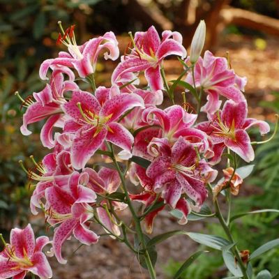 Лилия Старгейзер Лилия Старгейзер фото