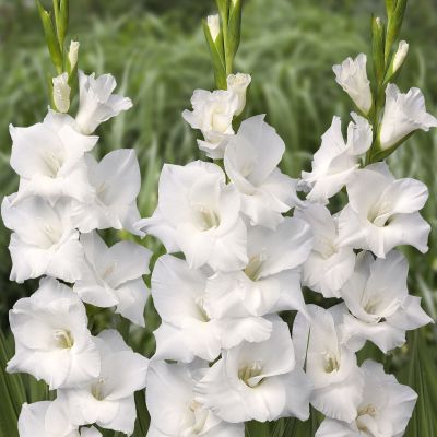 Гладиолус Сноудон Гладиолус Сноудон - Dolina-Sad.Ru