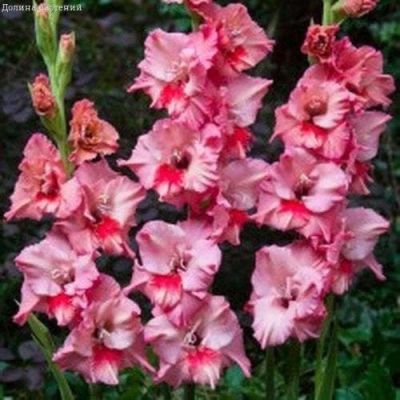 Гладиолус Бернардо Фриззл (10 шт) Гладиолус Бернардо Фриззл (10 шт) фото