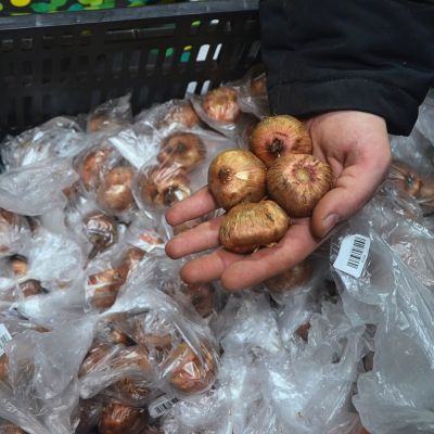 Гладиолус Триколор Гладиолус Триколор фото