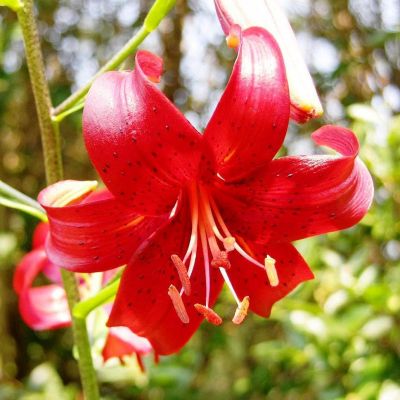 Лилия Ред Вельвет 2 шт Лилия Ред Вельвет 2 шт фото