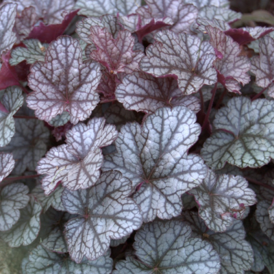 Гейхера Сильвер Скроллс Гейхера Сильвер Скроллс фото