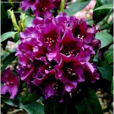 Рододендрон Поларнахт Рододендрон Поларнахт фото