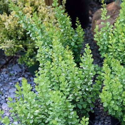 Барбарис Тунберга Паувау Барбарис Тунберга Паувау - Dolina-Sad.Ru