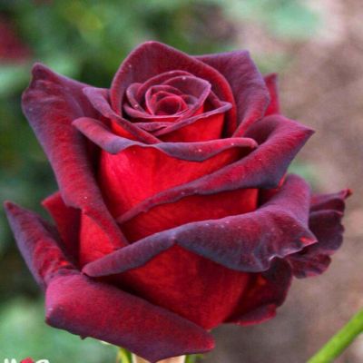 Роза Роял Баккара Роза Роял Баккара - Dolina-Sad.Ru