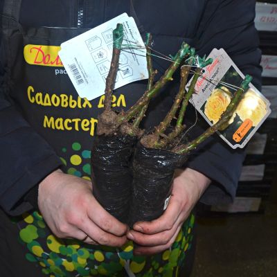 Роза Авек Амор Роза Авек Амор - Dolina-Sad.Ru