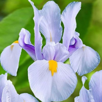 Ирис Кармен Ирис Кармен - Dolina-Sad.Ru