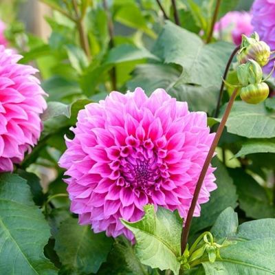 Георгина Элма Элизабет Георгина Элма Элизабет - Dolina-Sad.Ru