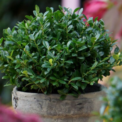 Падуб городчатый Грин Глори Падуб городчатый Грин Глори фото