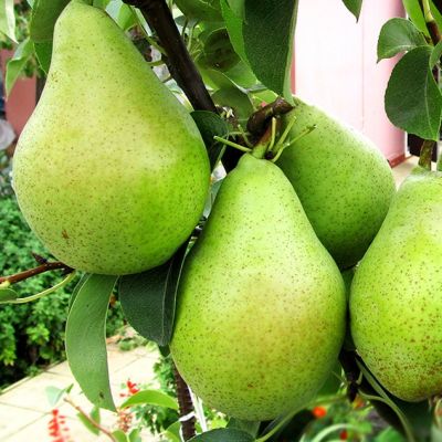 Груша Ноябрьская/Зимняя Груша Ноябрьская/Зимняя фото