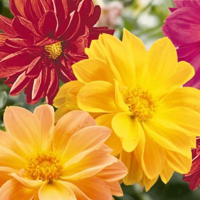 Георгина Махровая смесь окрасок фото