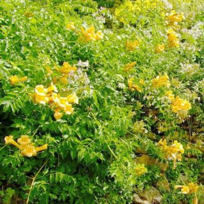 Кампсис укореняющийся Флава - Dolina-Sad.Ru