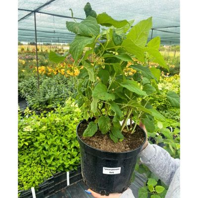 Гортензия древовидная Баунти, С3 Гортензия древовидная Баунти, С3 - Dolina-Sad.Ru