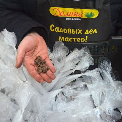 Анемона Бланда Чармер Анемона Бланда Чармер фото