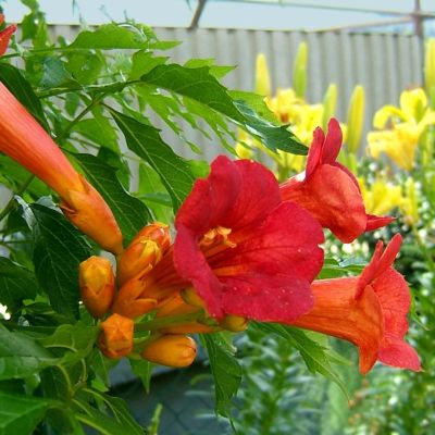 Кампсис гибридный Мадам Гален Кампсис гибридный Мадам Гален - Dolina-Sad.Ru