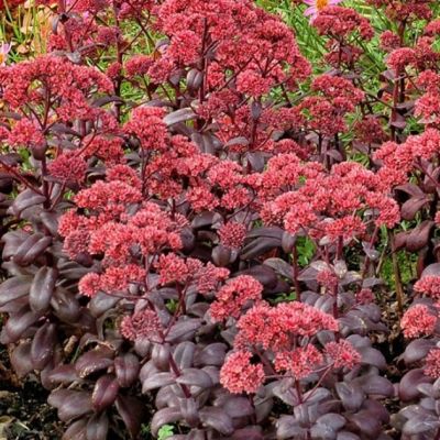 Седум обыкновенный Десерт Блэк , P9 Седум обыкновенный Десерт Блэк , P9 фото