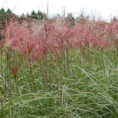 Мискантус китайский Малепартус , C3 Мискантус китайский Малепартус , C3 фото