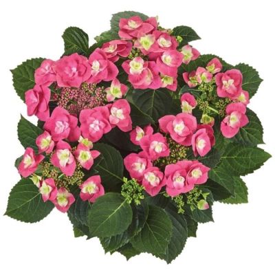 Гортензия крупнолистная Фрисби Хот Пинк, С2 Гортензия крупнолистная Фрисби Хот Пинк, С2 - Dolina-Sad.Ru