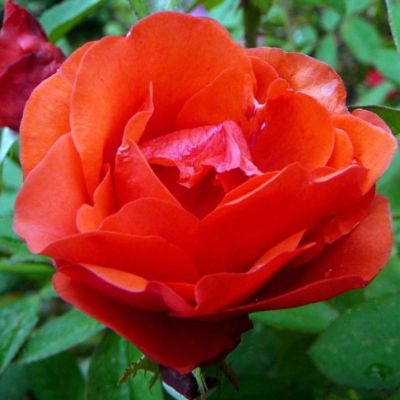 Роза Морден Файрглоу Роза Морден Файрглоу - Dolina-Sad.Ru