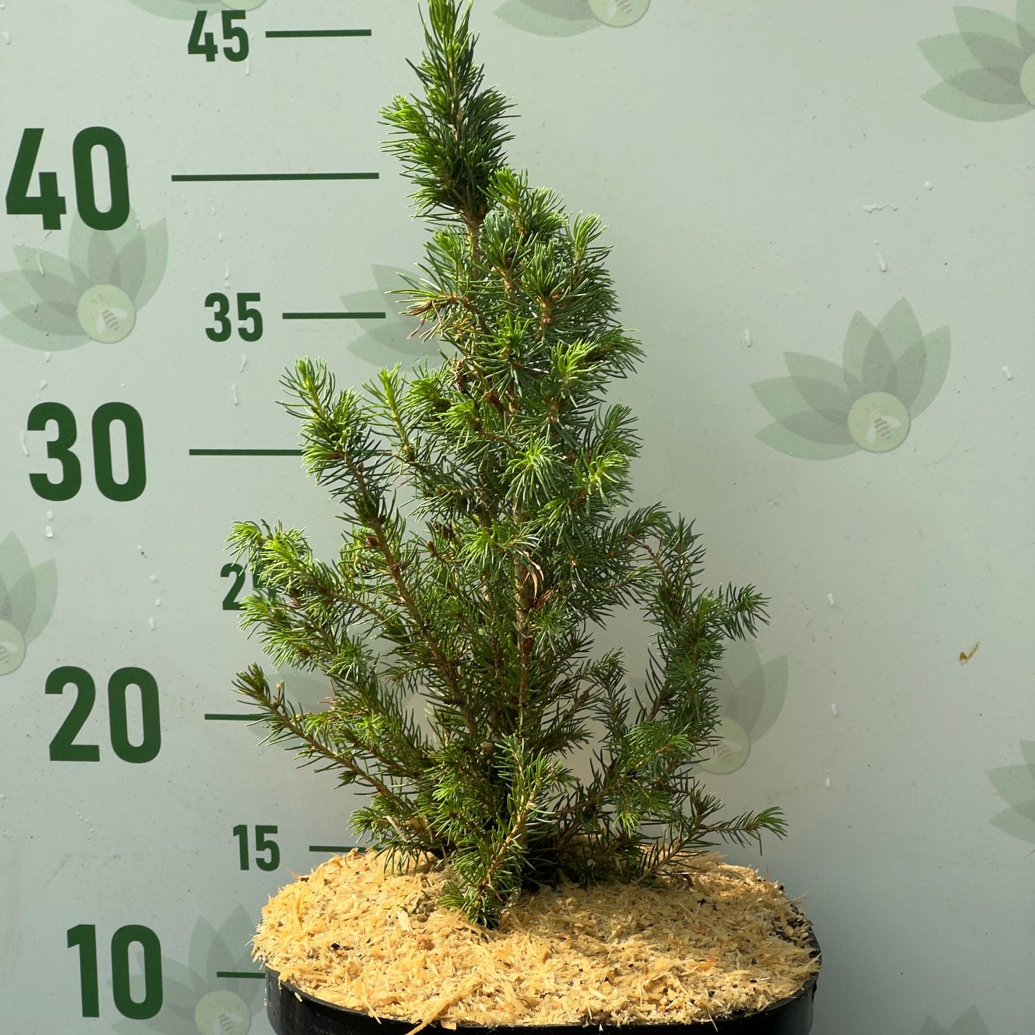 Ель сизая Коника Десембер, С3 - Dolina-Sad.Ru